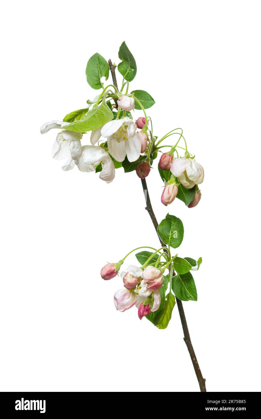 Zierapfelbaum (Malus Evereste), blühender Ast des Kultivars Evereste, Ausschnitt Stockfoto