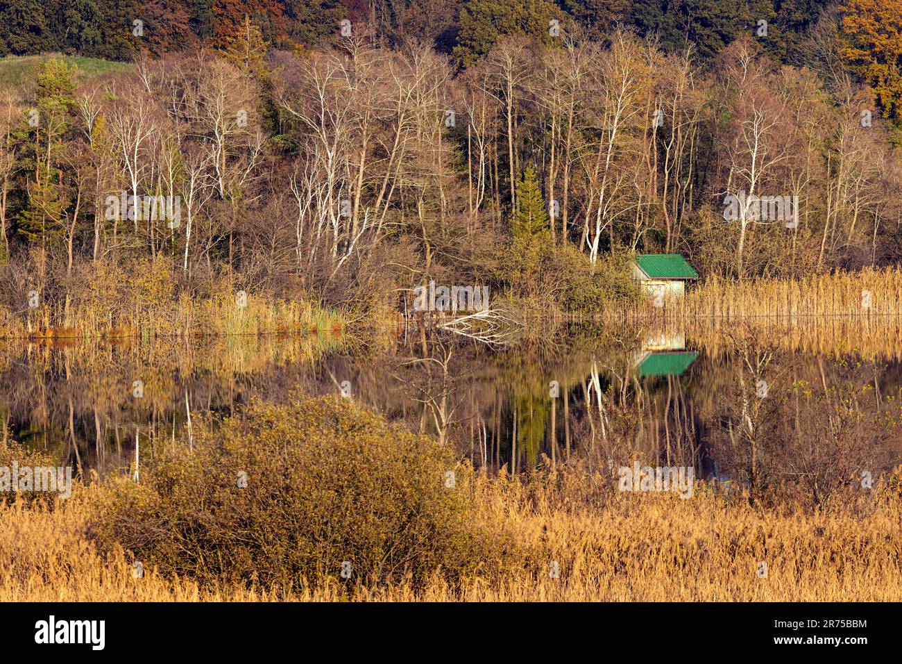 Kleiner Herbstsee im Moorland mit grünem Bootshaus, mit Reflexion im Wasser, Deutschland, Bayern, Pelhamer See Stockfoto