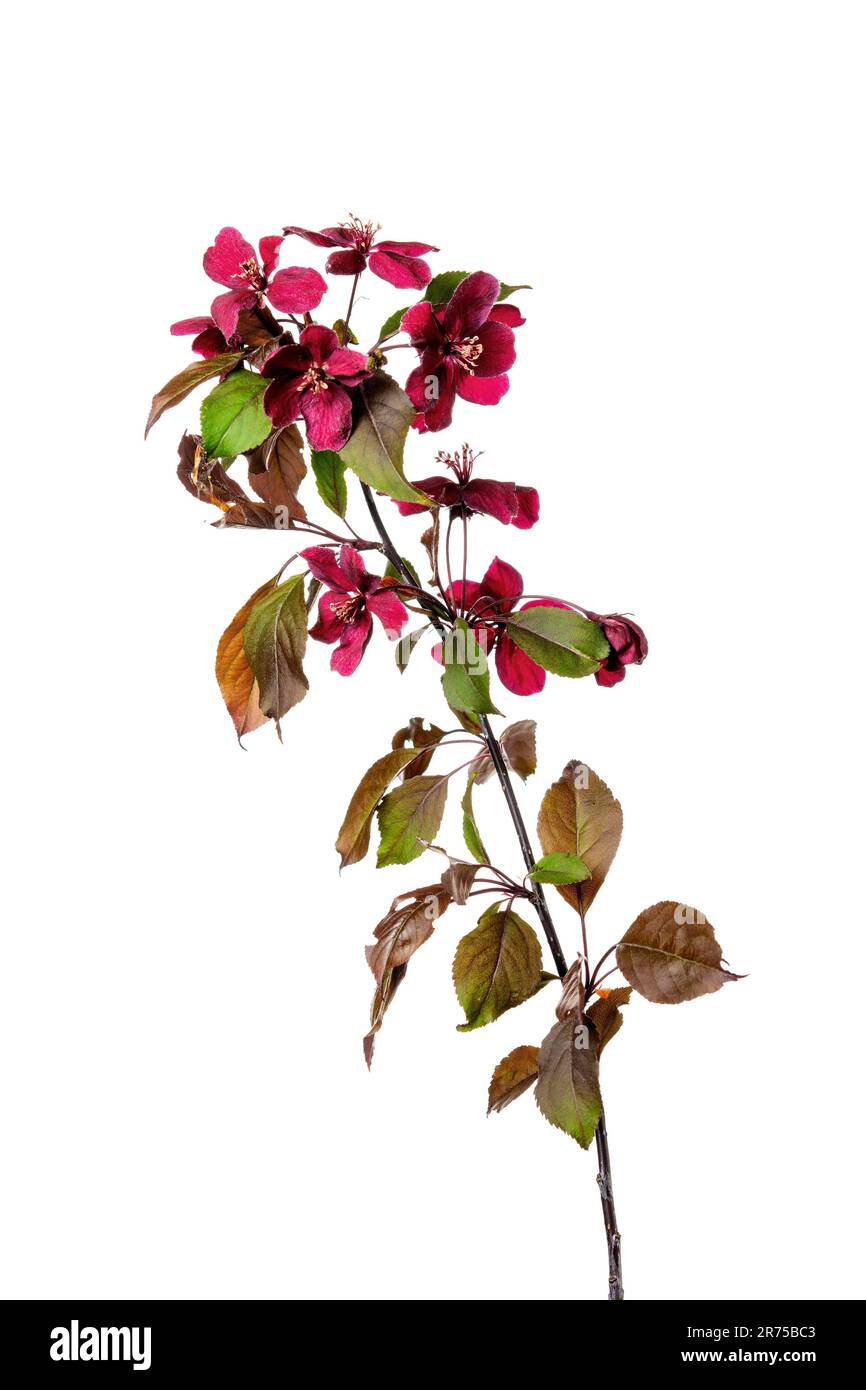 Zierapfelbaum (Malus Royalty), blühender Zweig der Apfelköniglichkeit, Ausschnitt Stockfoto