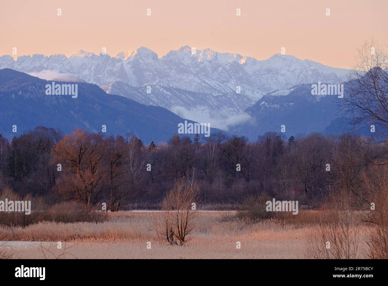 Düsen mit dichtem Schilf vor dem Kaisergebirge im Morgenlicht, Deutschland, Bayern, Grabenstaetter Moos Stockfoto