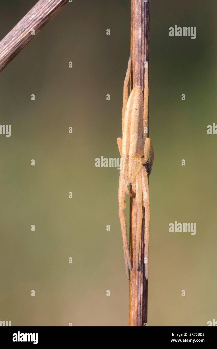 Laufende Krabbenspinne, Philodromid, Philodromid-Spinne (Tibellus oblongus), an einem Stamm, Deutschland Stockfoto