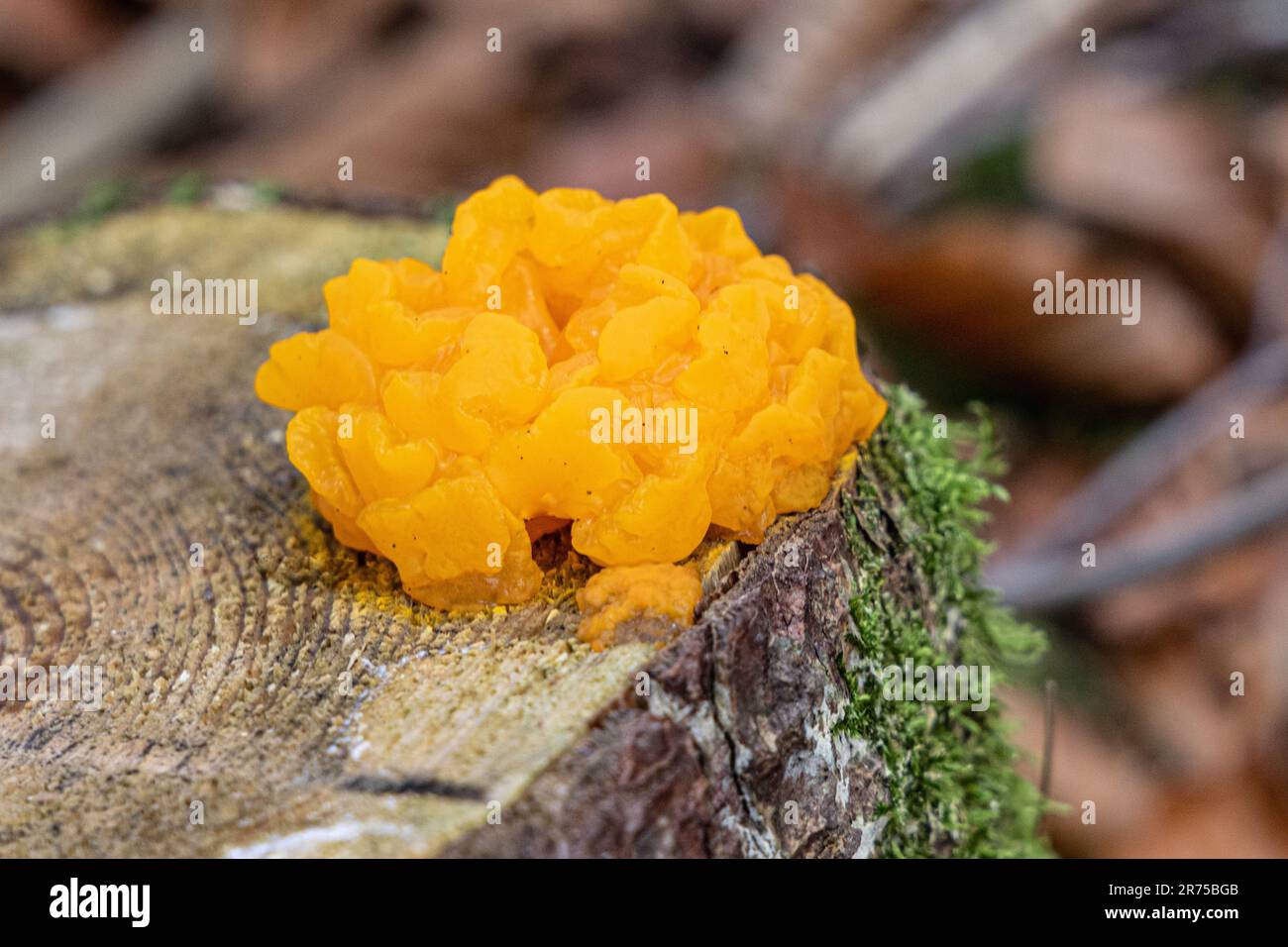 Gelbhirn, Gelbblütenpilz, Gelbzitter, Hexenbutter (Tremella mesenterica, Tremella lutescens), auf Kiefernholz, Deutschland, Bayern Stockfoto