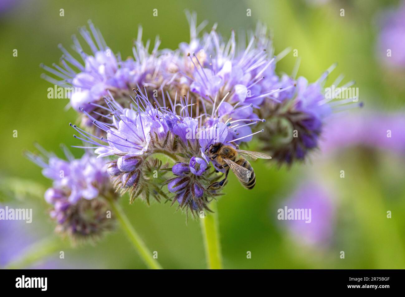 Bienennahrung, Knorpionskraut (Phacelia tanacetifolia), Blume mit Honigbiene, Deutschland, Bayern Stockfoto