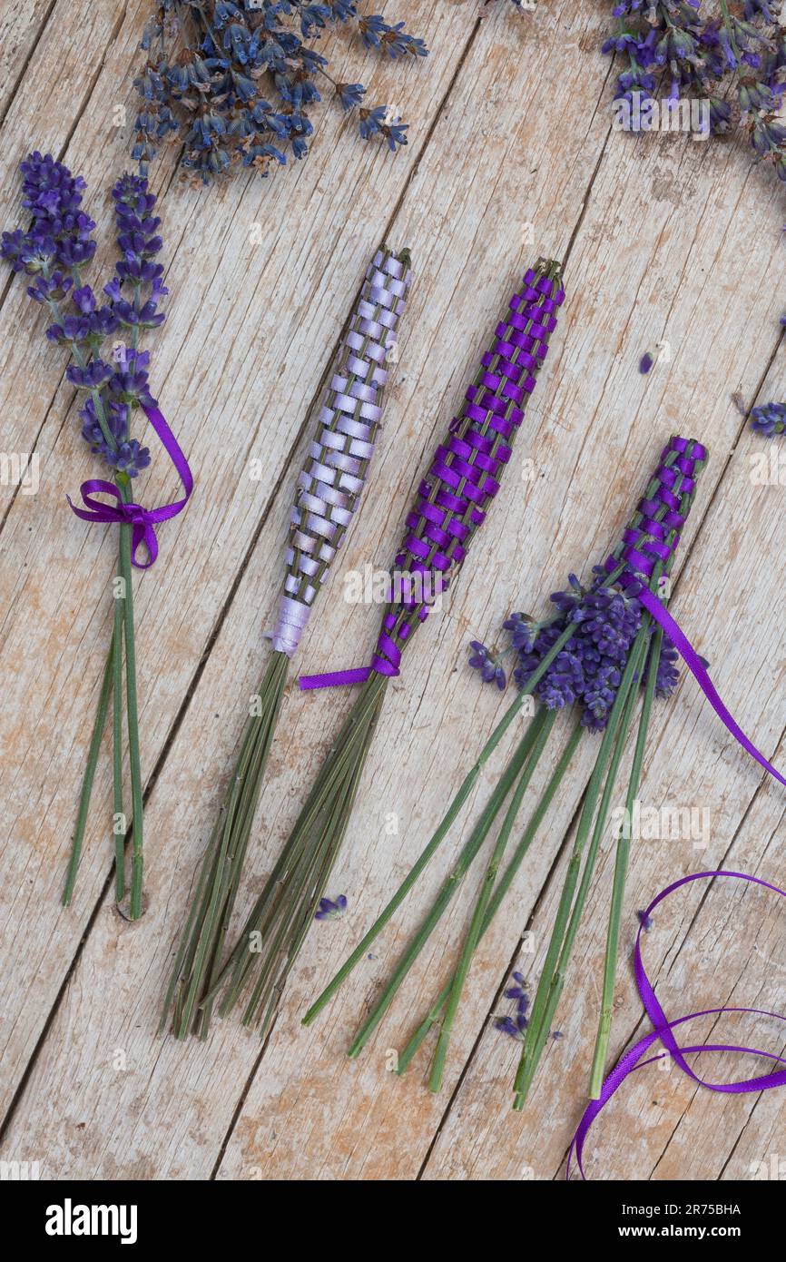 Englischer Lavendel (Lavandula angustifolia, Lavandula officinalis), Lavendelstangen, frischer Lavendel mit Satinband für Leinenschrank Stockfoto