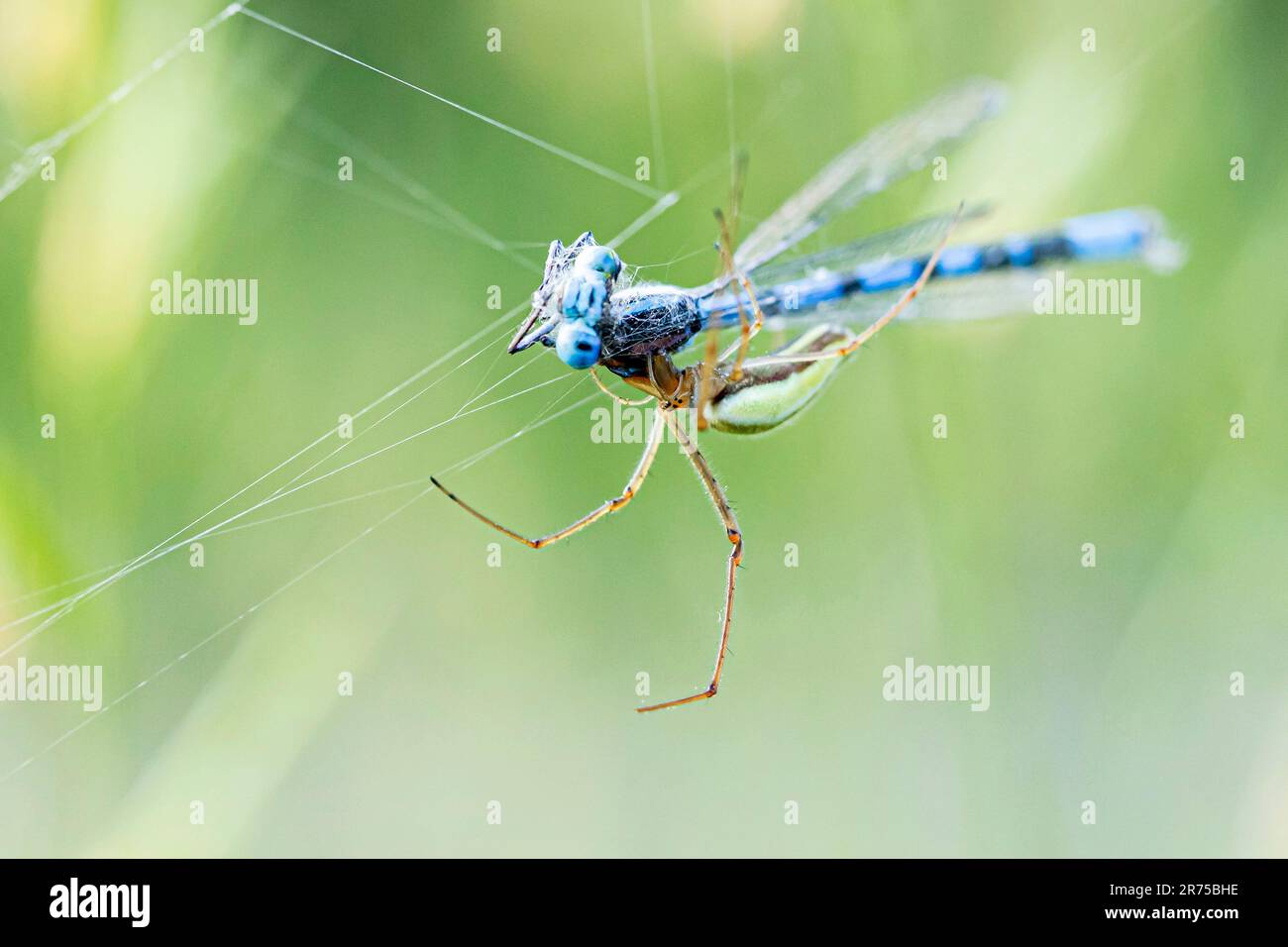 Langkiefer-Spinne (Tetragnatha spec.), mit einem männlichen, gemeinen blauen Dammfliege als Beute im Netz, Seitenansicht, Deutschland, Bayern Stockfoto