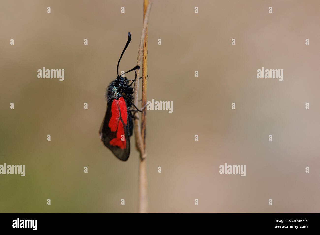 transparenter burnet (Zygaena purpuralis), an einem Pflanzenstamm, Seitenansicht, Deutschland, Bayern Stockfoto