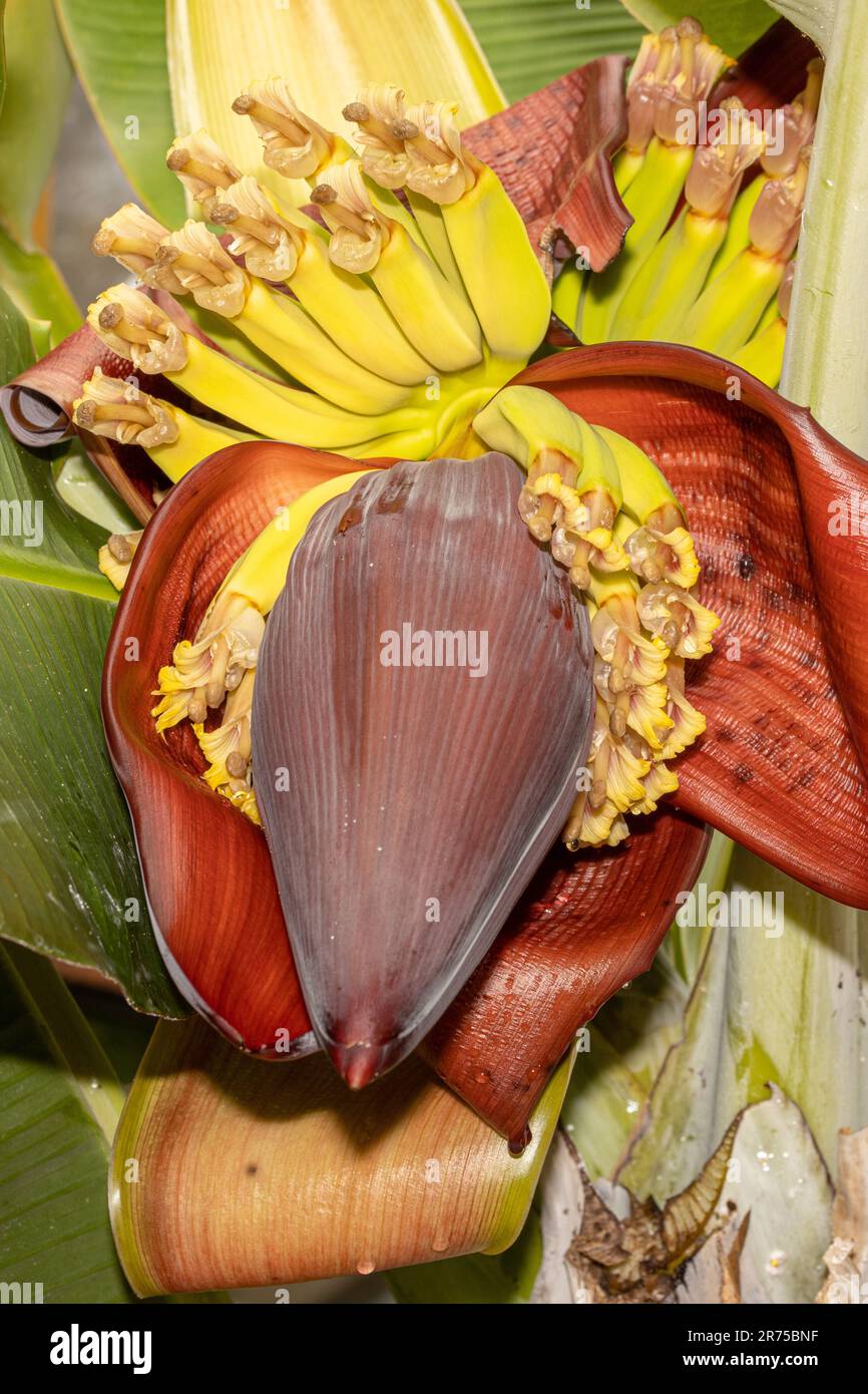 Banane (Musa paradisiaca, Musa x paradisiaca), Blütenbildung mit weiblichen Blüten Stockfoto