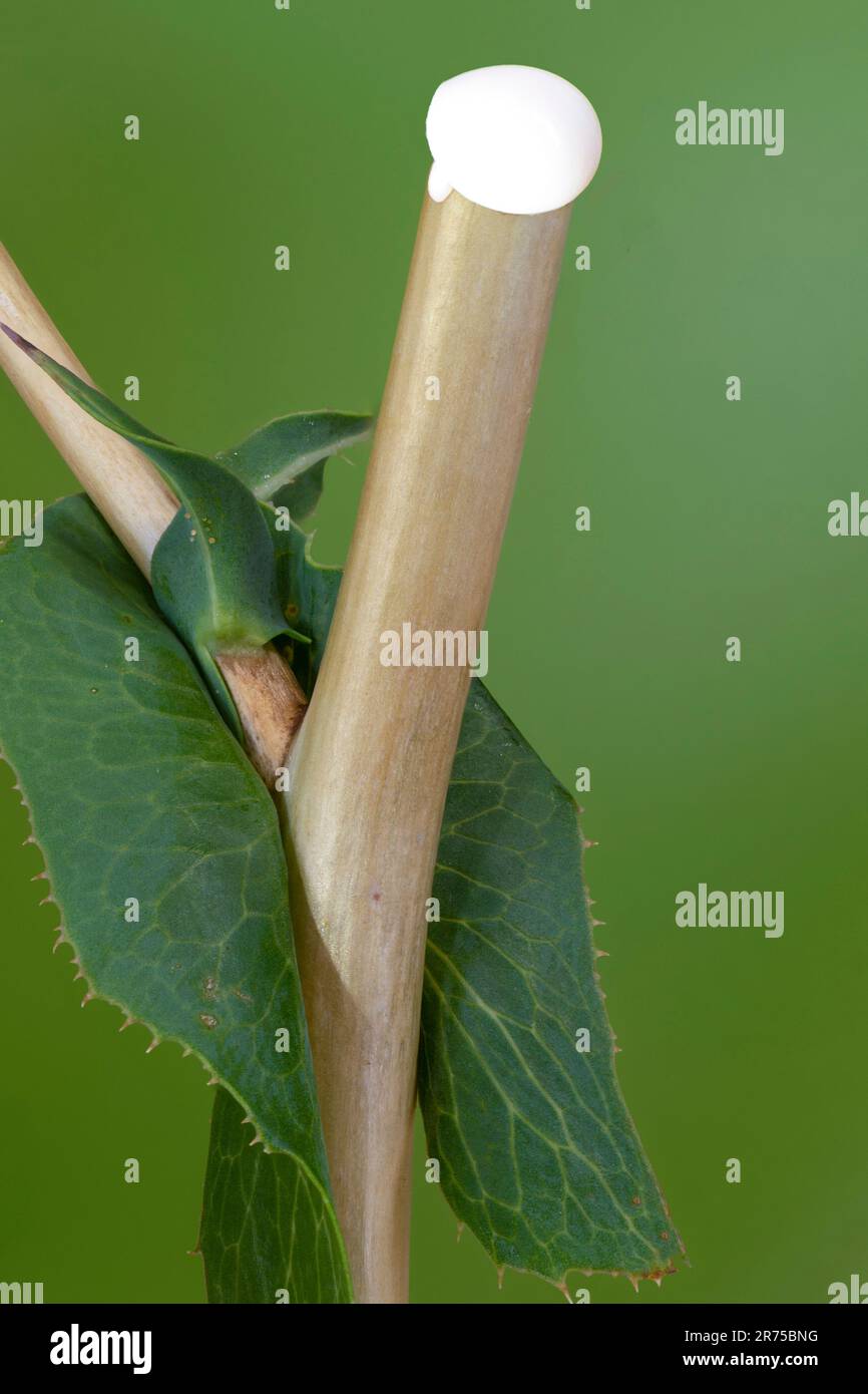 Stachelsalat, Kraussalat (Lactuca serriola, Lactuca scariola), milchiger Saft, Deutschland, Bayern Stockfoto