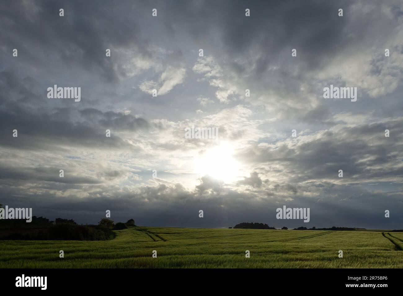 Niedrige Sonne am bewölkten Himmel über einem Gerstenfeld, Frankreich, Bretagne Stockfoto