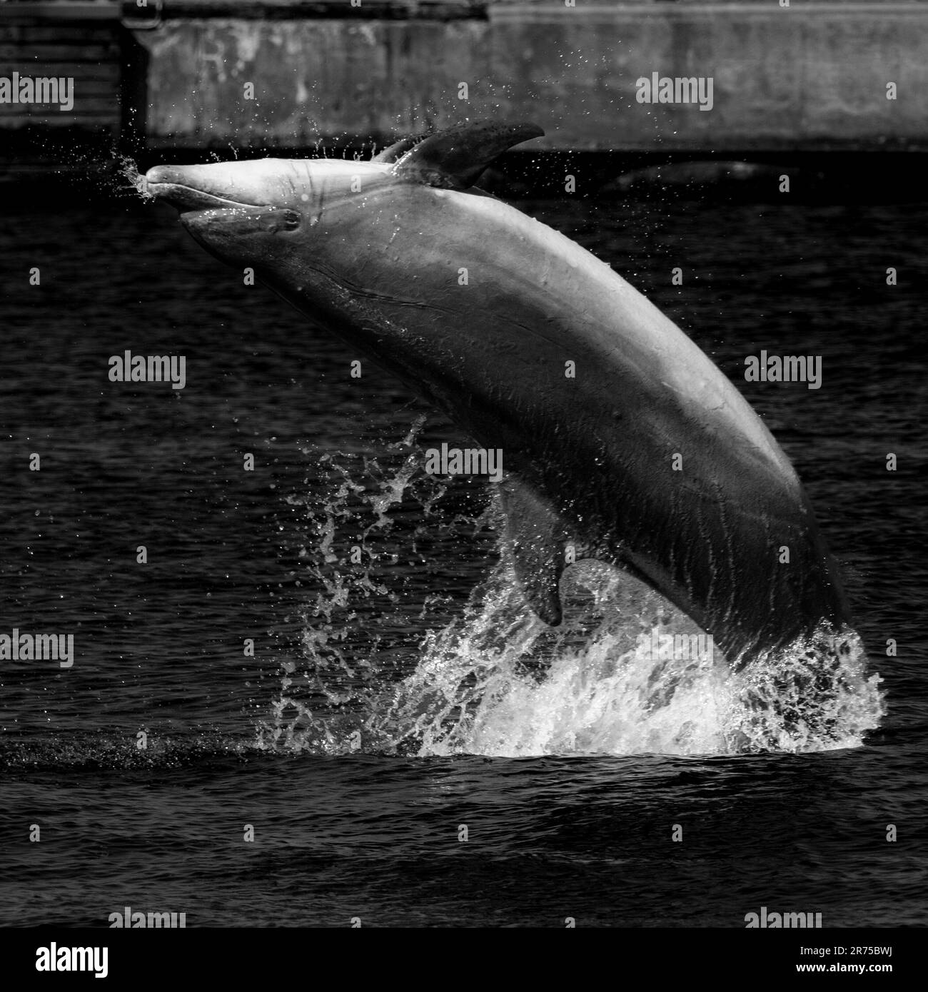 Der Delfin „Delle“ springt in Lübeck-Travemünde Stockfoto