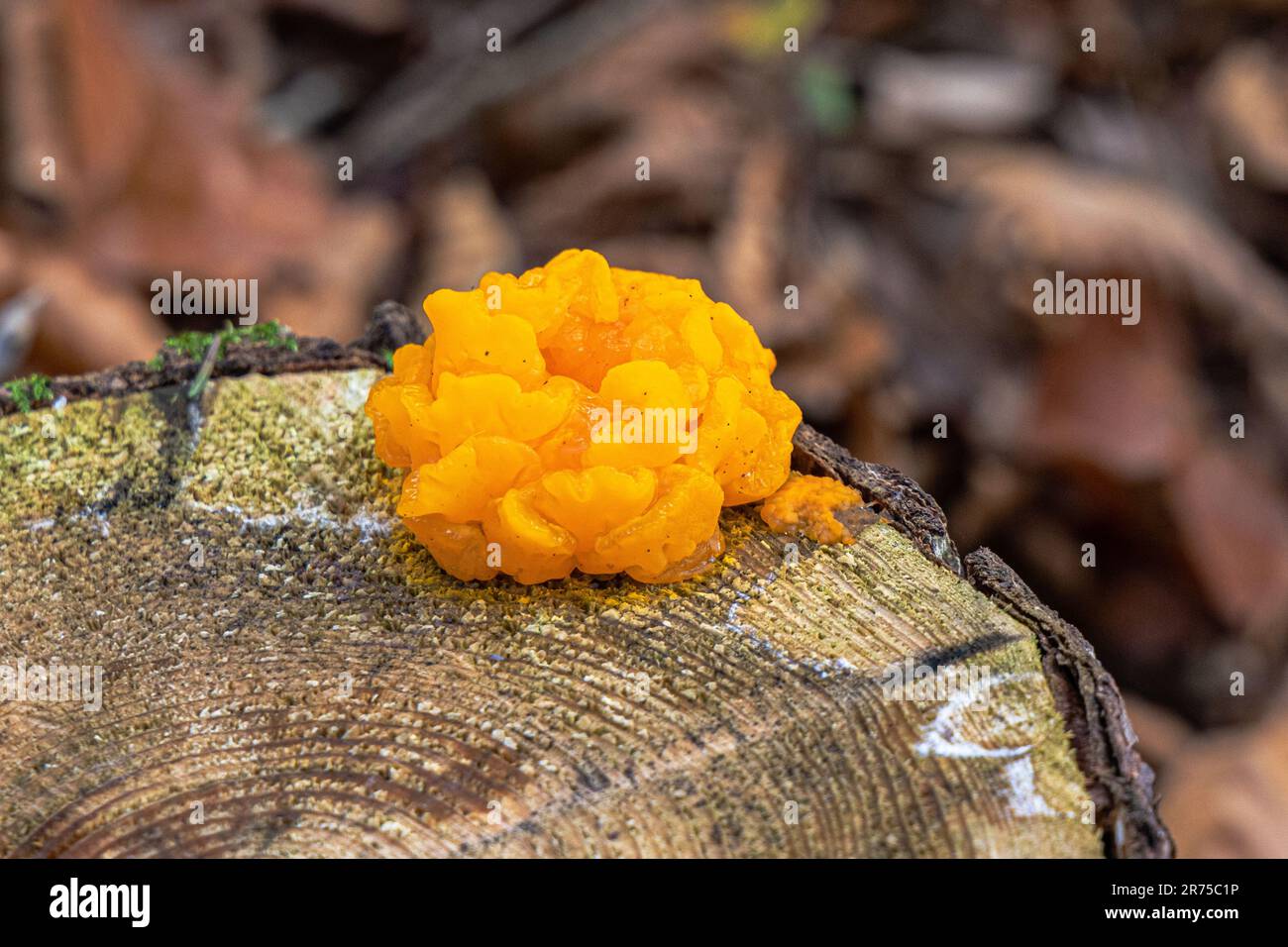 Gelbhirn, Gelbblütenpilz, Gelbzitter, Hexenbutter (Tremella mesenterica, Tremella lutescens), auf Kiefernholz, Deutschland, Bayern Stockfoto