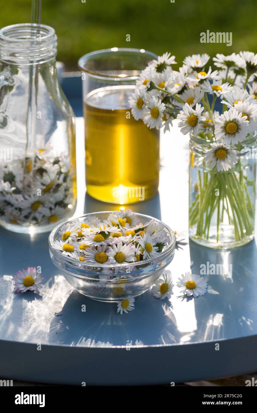 Gänseblümchen, Gänseblümchen, englische Gänseblümchen (Bellis perennis), Herstellung von Gänseblümchenöl, Deutschland Stockfoto