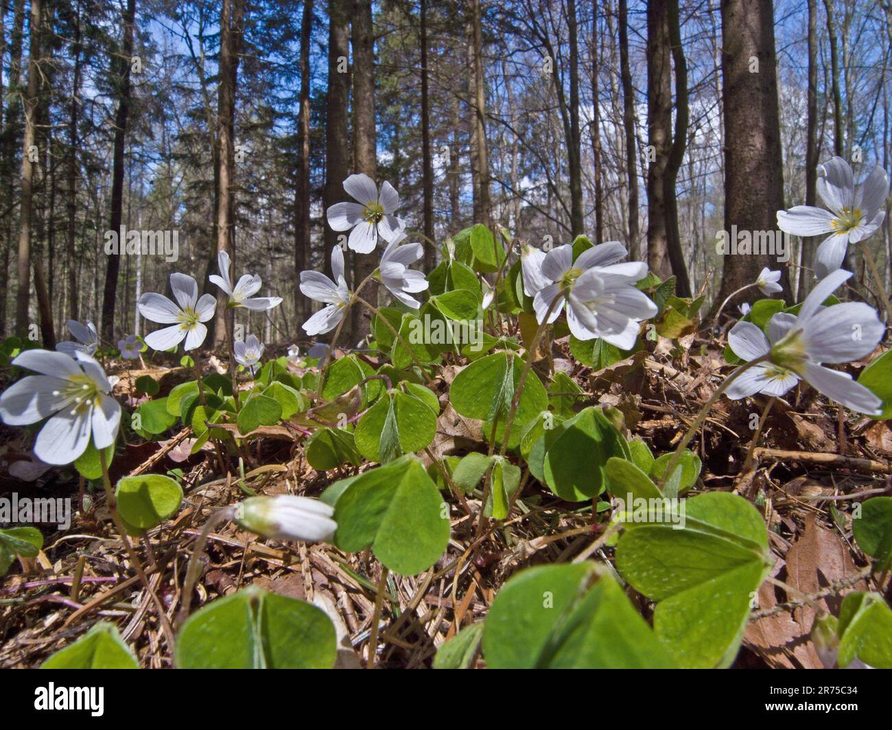 Holzsorrel, irisches Shamrock (Oxalis acetosella), blühend, Deutschland, Bayern Stockfoto