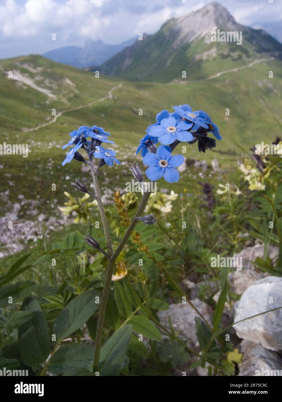 Alpine Forget-Me-Not (Myosotis alpestris), blühend in den Alpen, Deutschland, Bayern Stockfoto