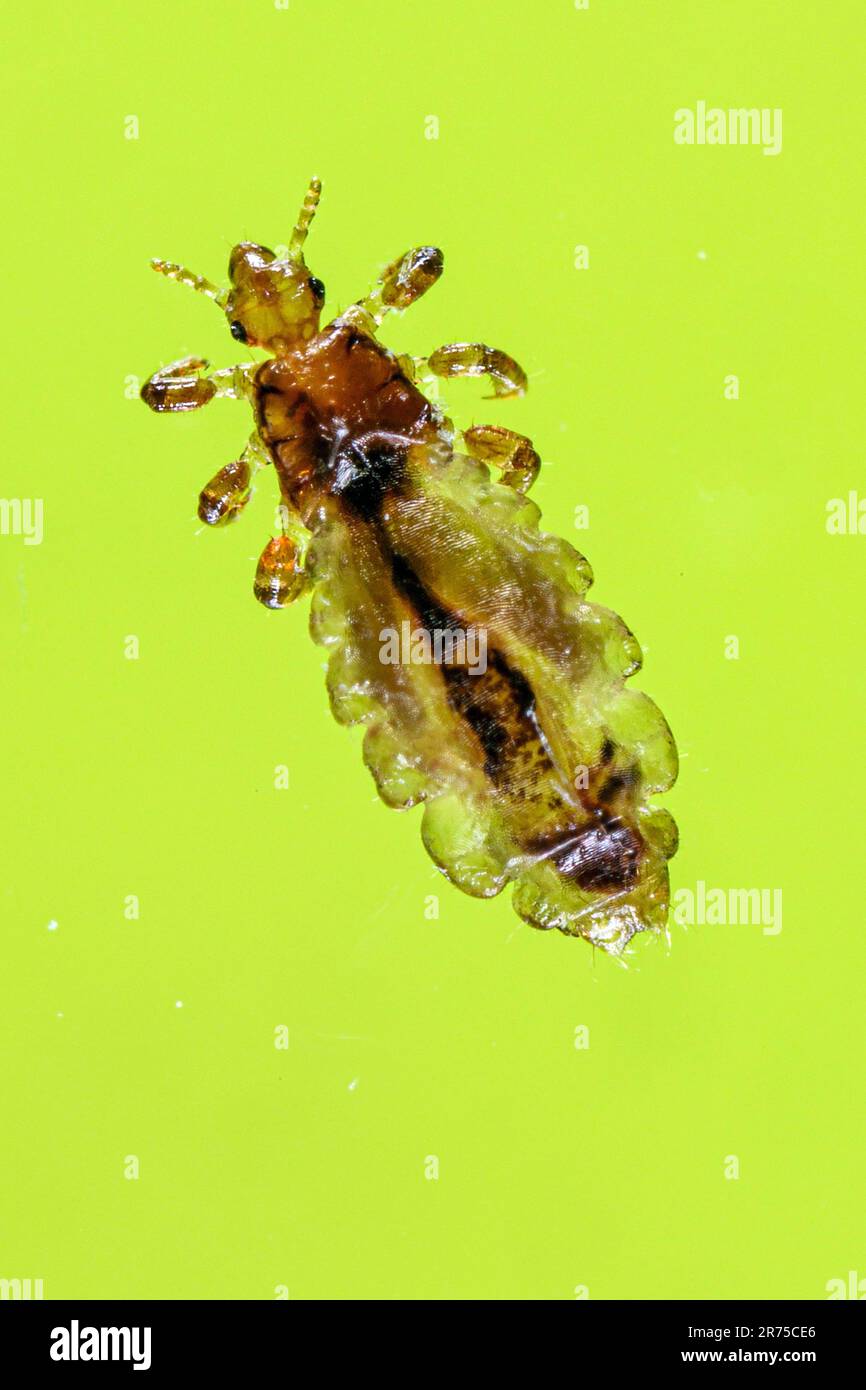 Kopflaus (Pediculus capitis, Pediculus humanus capitis, Pediculus humanus), Makroshot, Deutschland Stockfoto