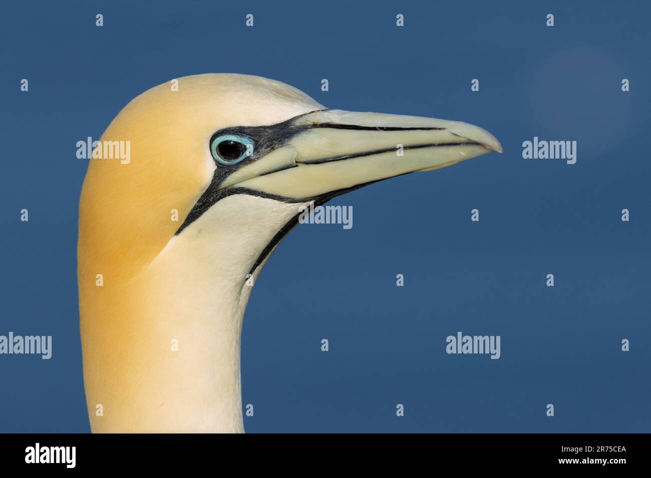 nördlicher Gannet (Sula bassana, Morus bassanus), schwarzer Gannet, Veränderung der Augenfarbe nach Infektion mit Vogelgrippe, Deutschland, Schleswig-Holstein, Stockfoto
