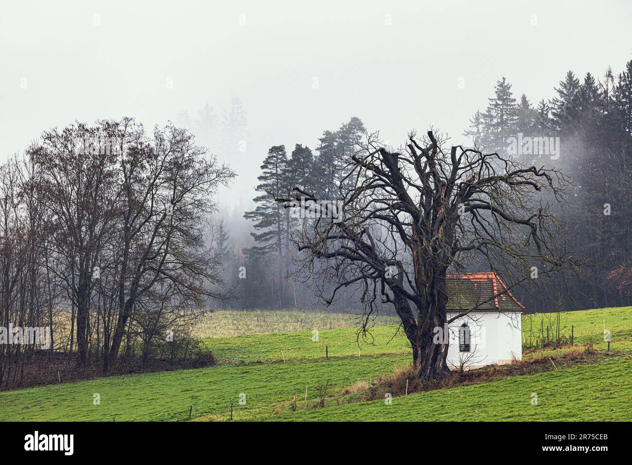 buckeye, Rosskastanie (Aesculus spec.), alter Kastanienbaum, wegen Bruchgefahr abgeholzt, neben der Kapelle im herbstlichen Nebel, Deutschland, Stockfoto
