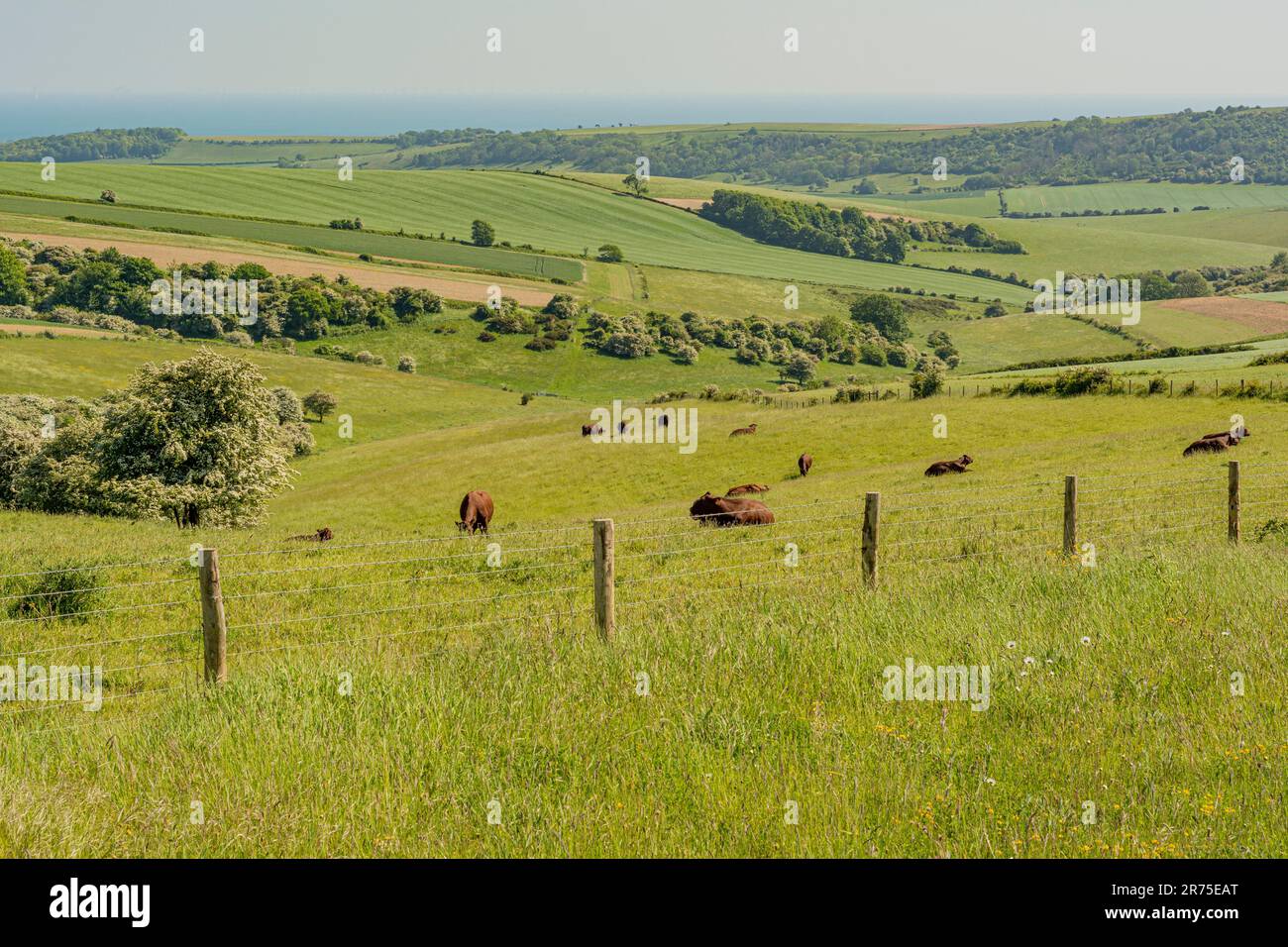 Blick auf das Steyning Valley vom South Downs Way im South Downs National Park in West Sussex, Großbritannien. Stockfoto