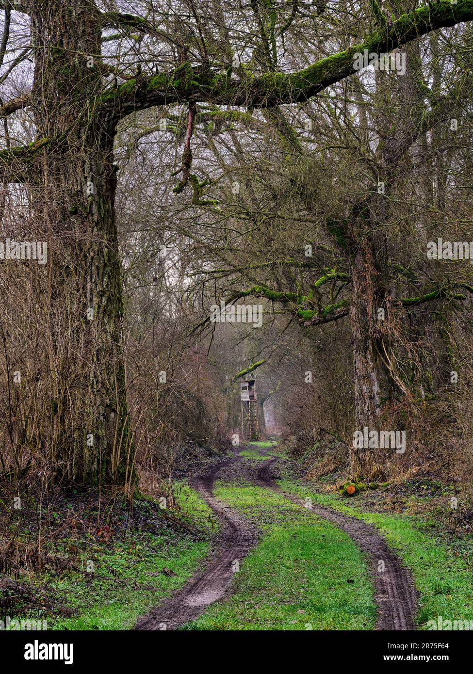 In den Lech-Überschwemmungsgebieten in der Mündung Niederschönenfeld Stockfoto