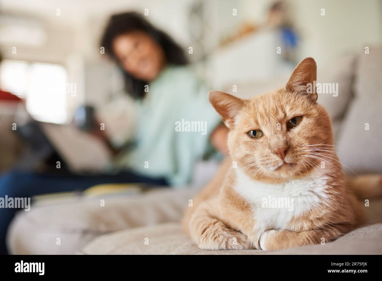 Ingwerkatze sitzt mit seinem Besitzer auf dem Sofa Stockfoto