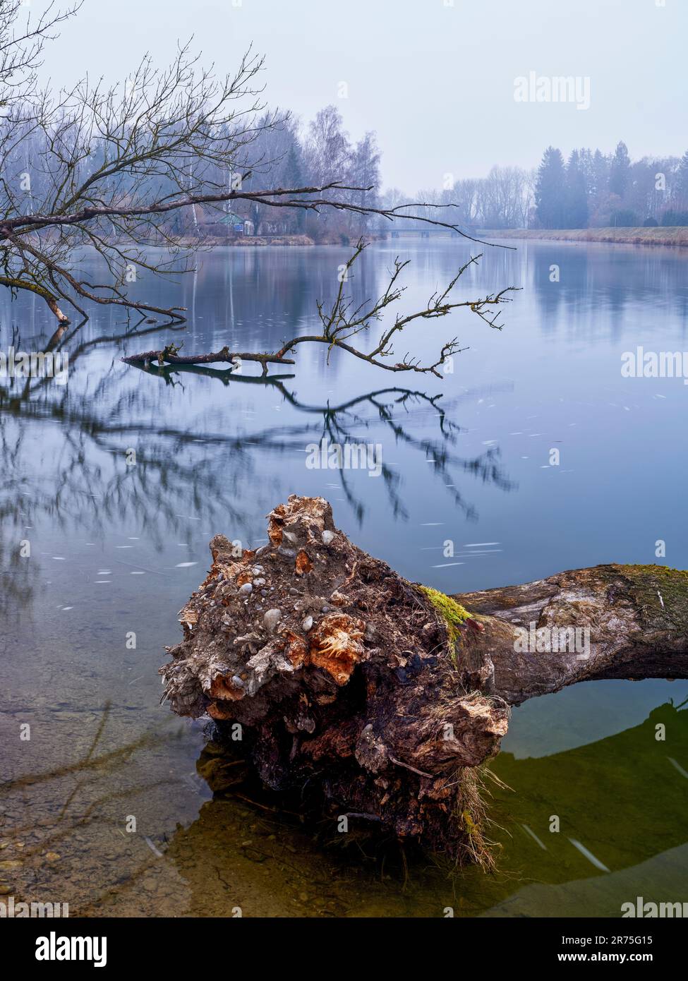 Totholz im eingedämmten Fluss Lech zwischen Meitingen und Thierhaupten Stockfoto