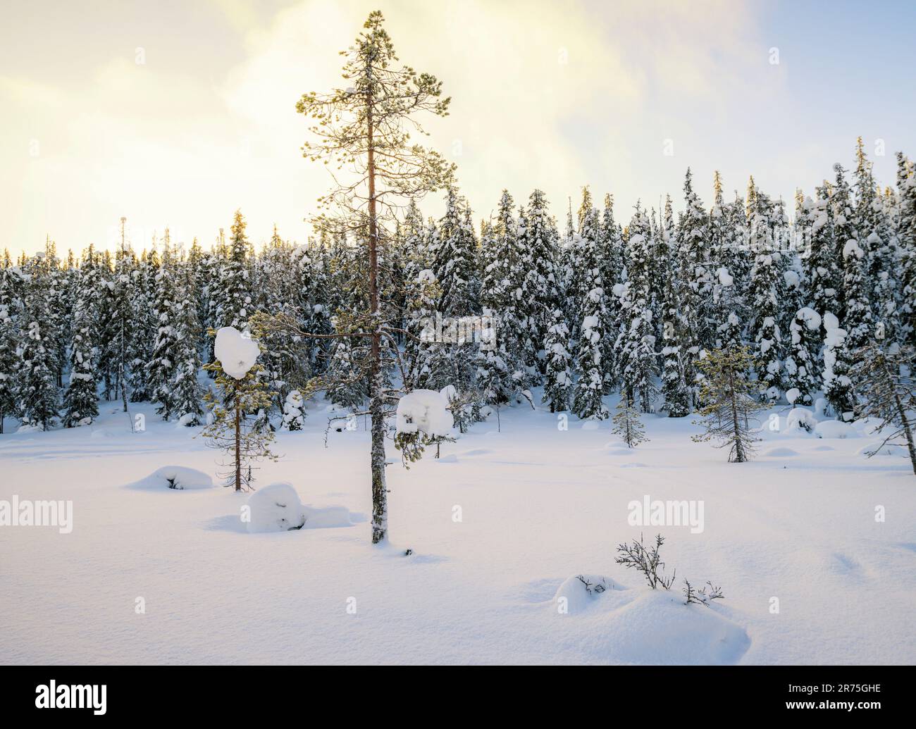 Winterlandschaft in der Nähe von Kuusamo, Finnland, Europa Stockfoto