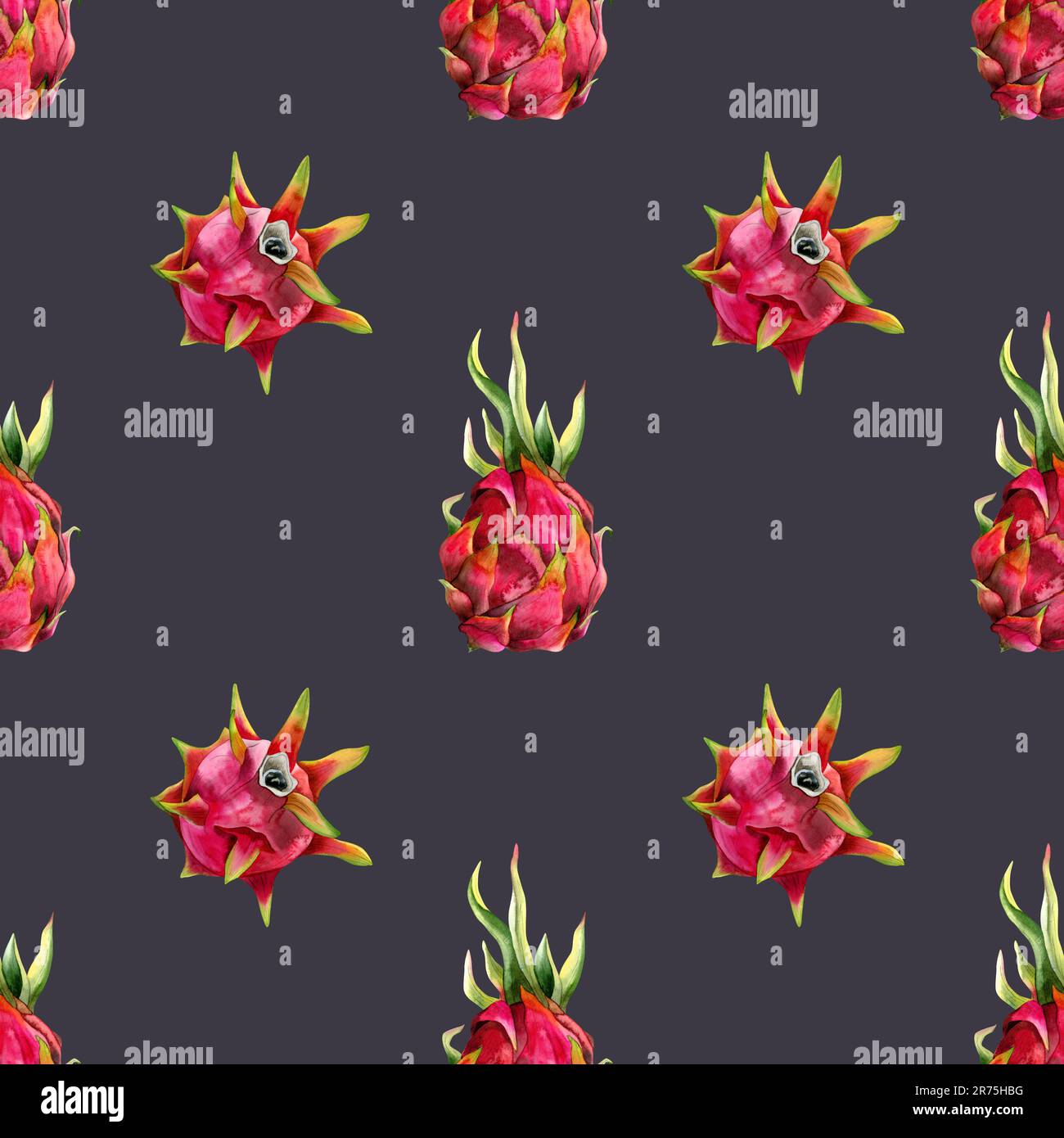 Pinkfarbene Drachenfrüchte auf dunklem, staubigem Lila einfaches, nahtloses Muster mit Aquarellzeichnung. Botanische Illustration Stockfoto