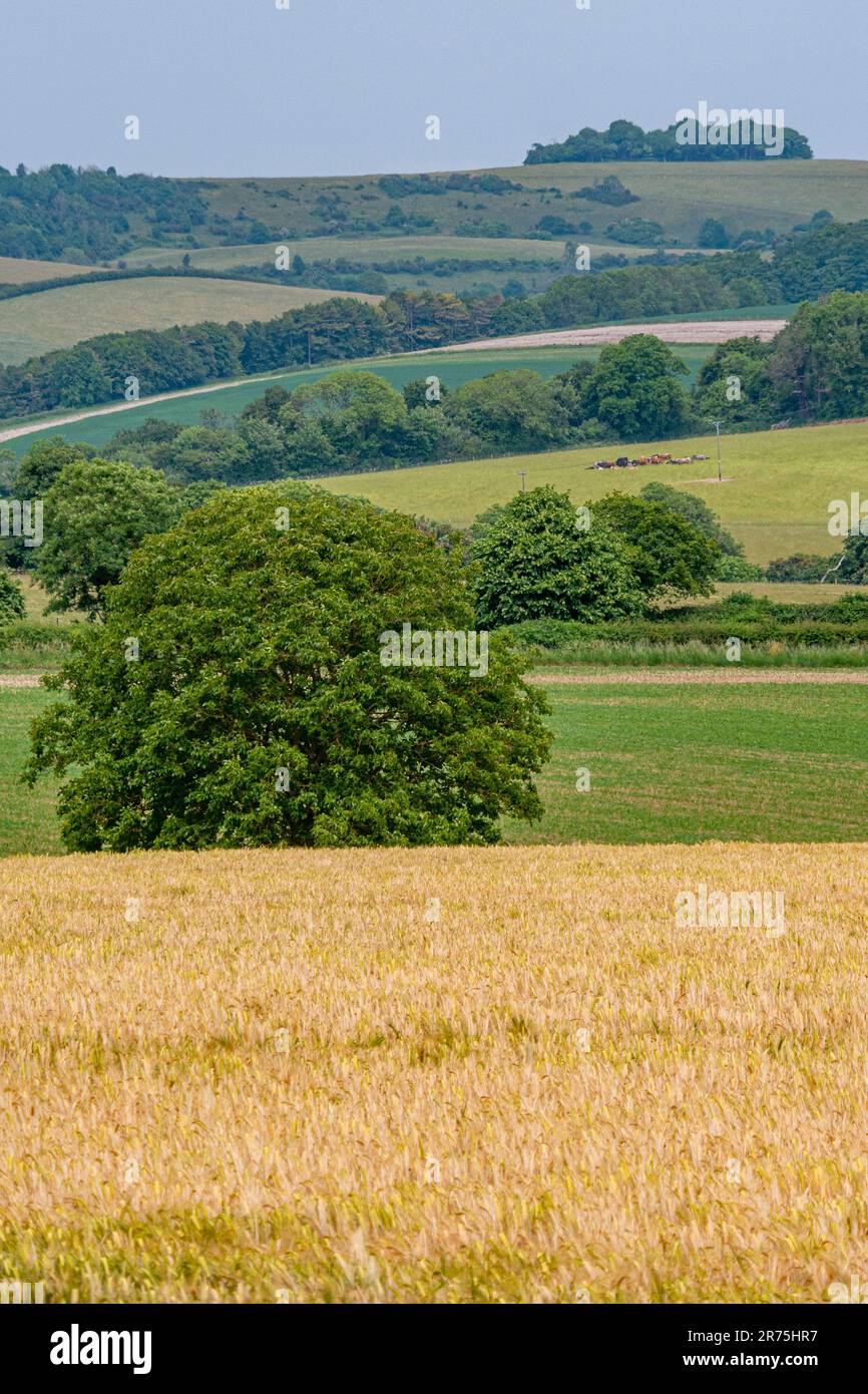 Blick auf den Chanctonbury Ring (Baumgruppe am Horizont) in der Nähe von Findon Village, West Sussex, Großbritannien. Stockfoto