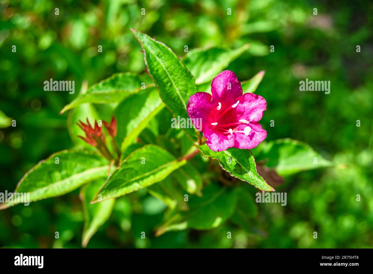 Fotografie zum Thema wunderschöne wilde Blumenweigela auf einer Wiese im Hintergrund, Foto bestehend aus wilden Blumenweigela bis Graswiesen, wild Stockfoto