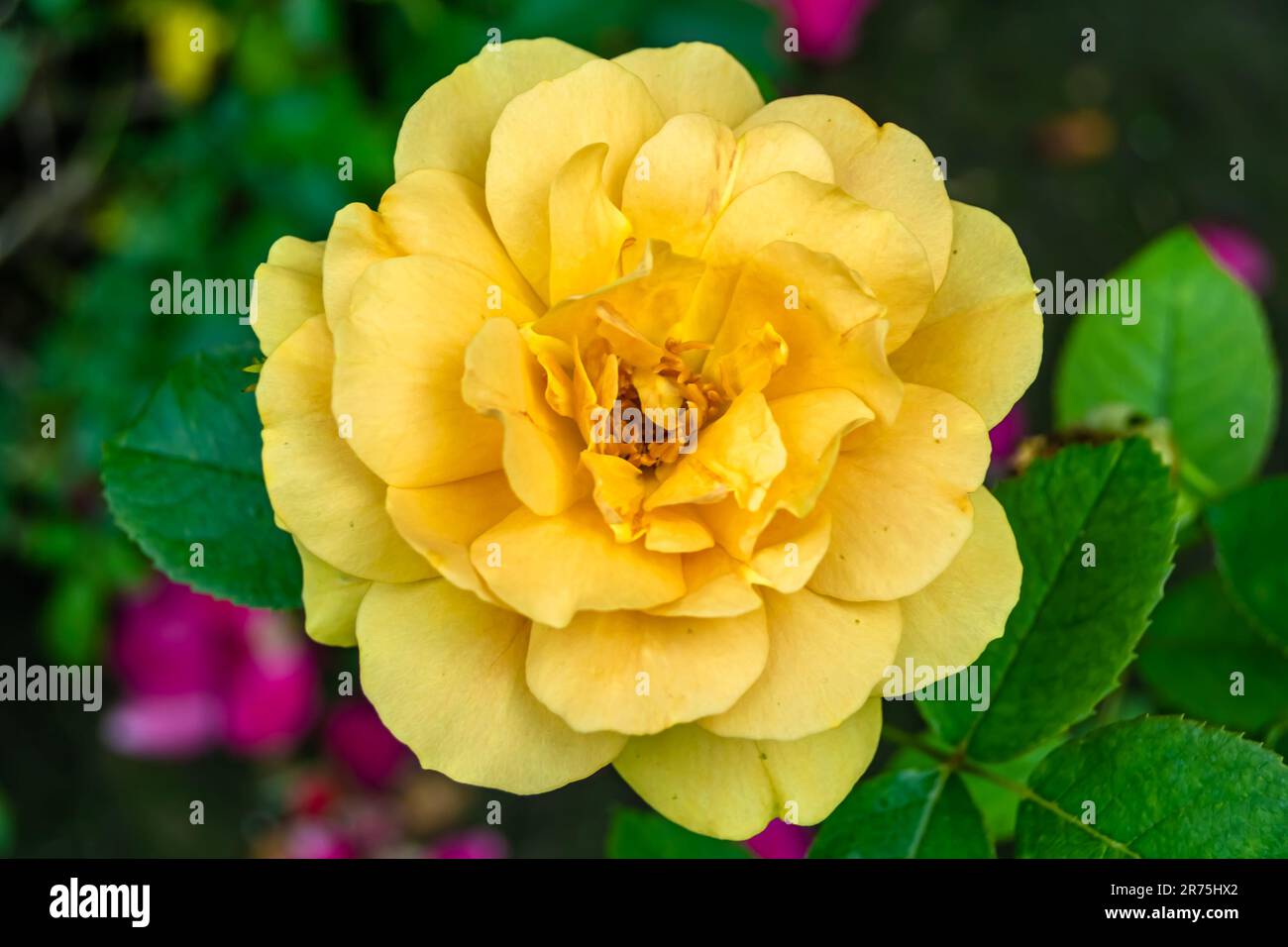 Fotografie zum Thema wunderschöne wilde Blumenrosen auf der Wiese im Hintergrund, Foto bestehend aus wilden Blüten Rose zu Graswiesen, wilder Gro Stockfoto