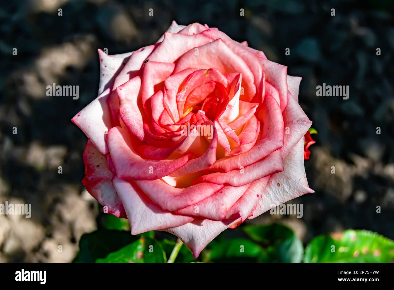 Fotografie zum Thema wunderschöne wilde Blumenrosen auf der Wiese im Hintergrund, Foto bestehend aus wilden Blüten Rose zu Graswiesen, wilder Gro Stockfoto