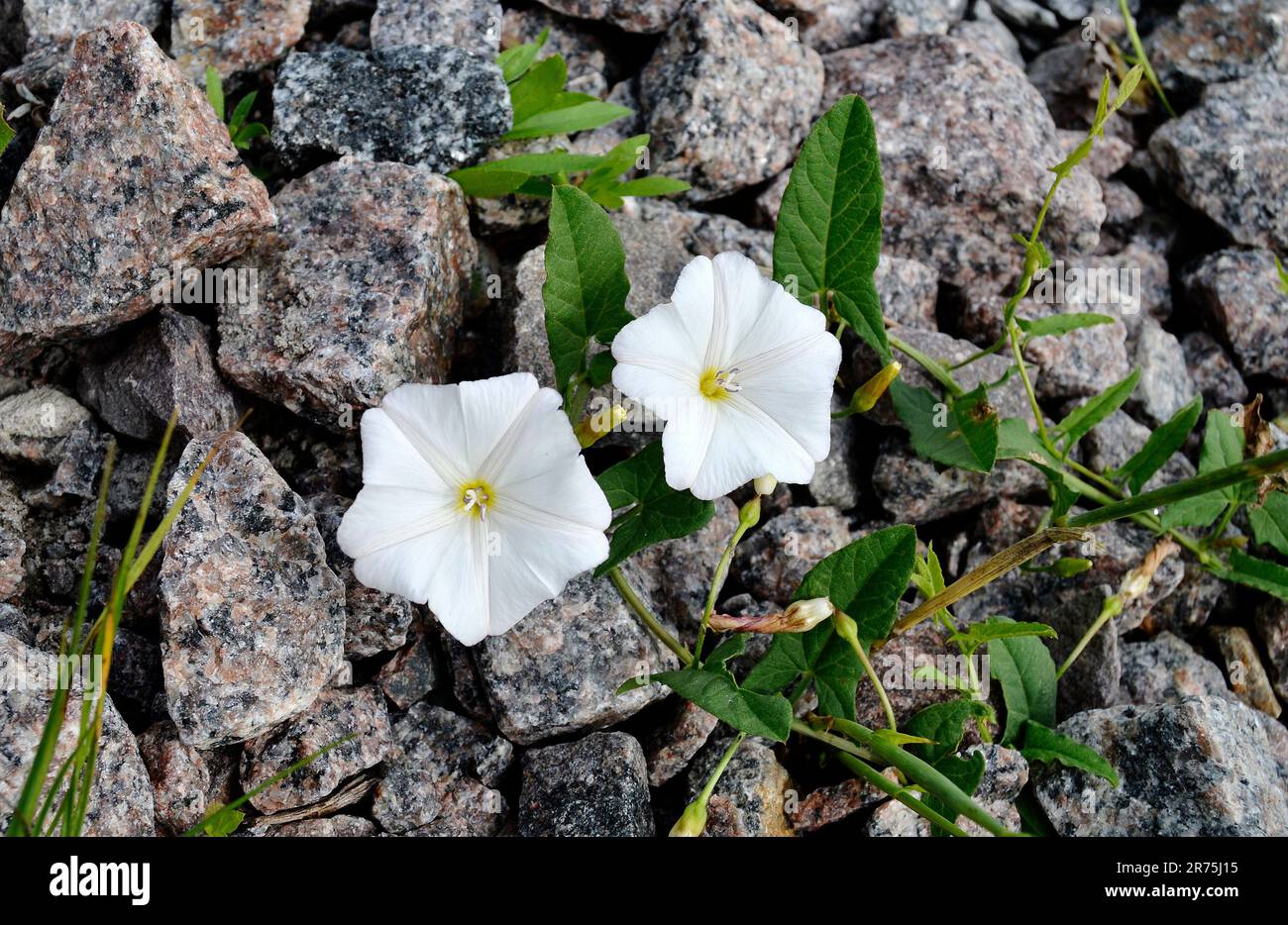 Fotografie zum Thema wunderschöne wilde Blütenpetunien auf einer Wiese im Hintergrund, Foto bestehend aus wilden Blütenpetunien bis Graswiesen, wi Stockfoto