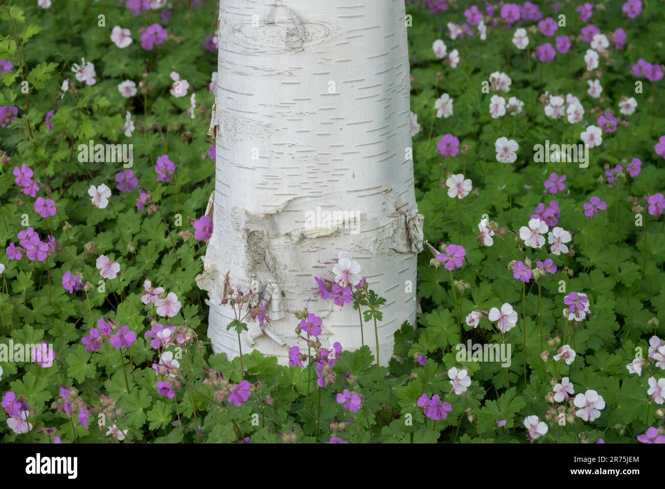 Himalaya-Birke Betula jacquemontii Baumstamm, weiß, Rinde, Gartengeranien Betula jacquemontii Silberbirke Himalaya-Birke Weißer Stamm Stockfoto