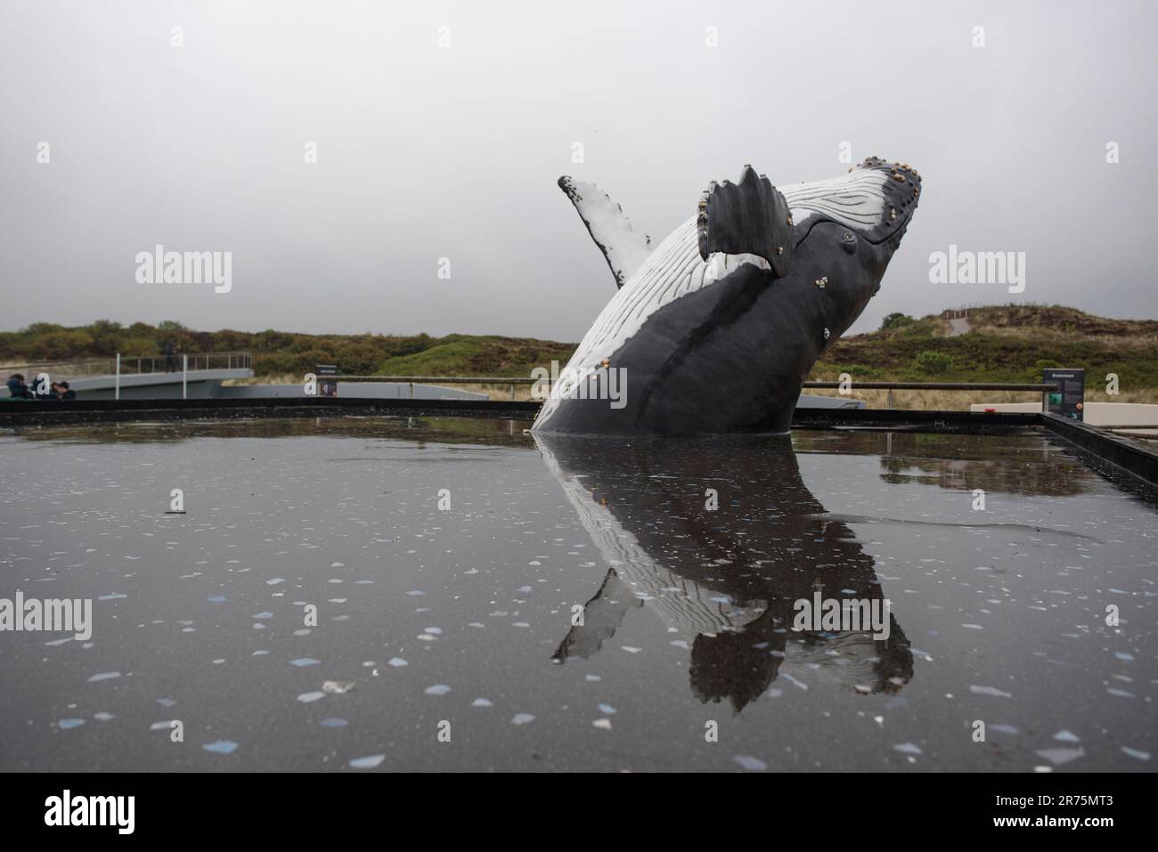 Im Ecomare in Texel Holland, einer Aufzucht Station für Seehunde Stockfoto