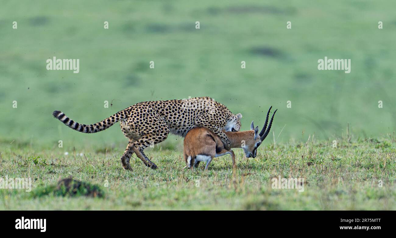 Cheetah Acinonyx jubatus trifft eine alte Thomson Gazelle Buck Massai Mara Game Reserve Kenia Stockfotografie Alamy
