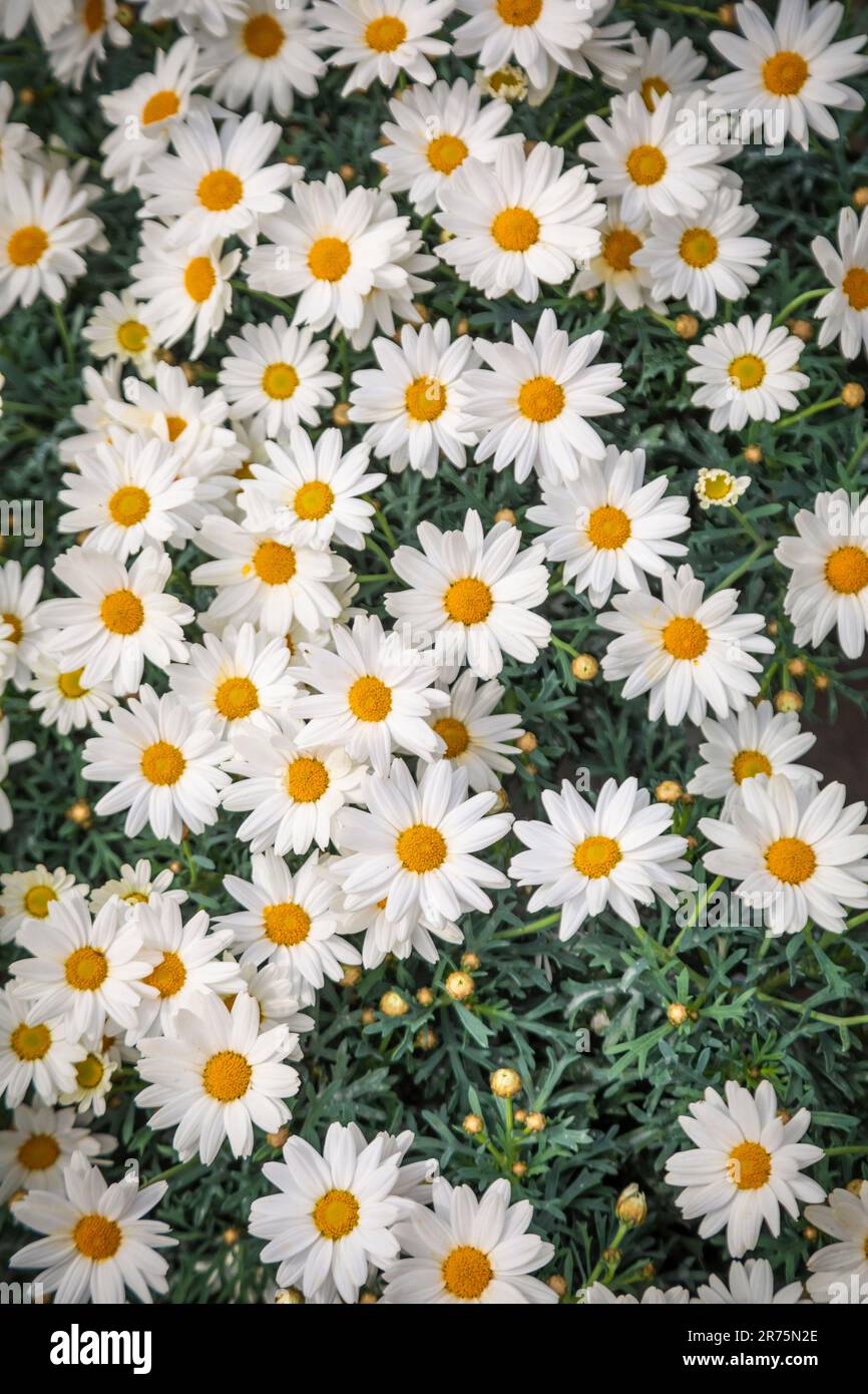 Details auf vielen blühenden Gänseblümchen, weiße Gänseblümchen Stockfoto