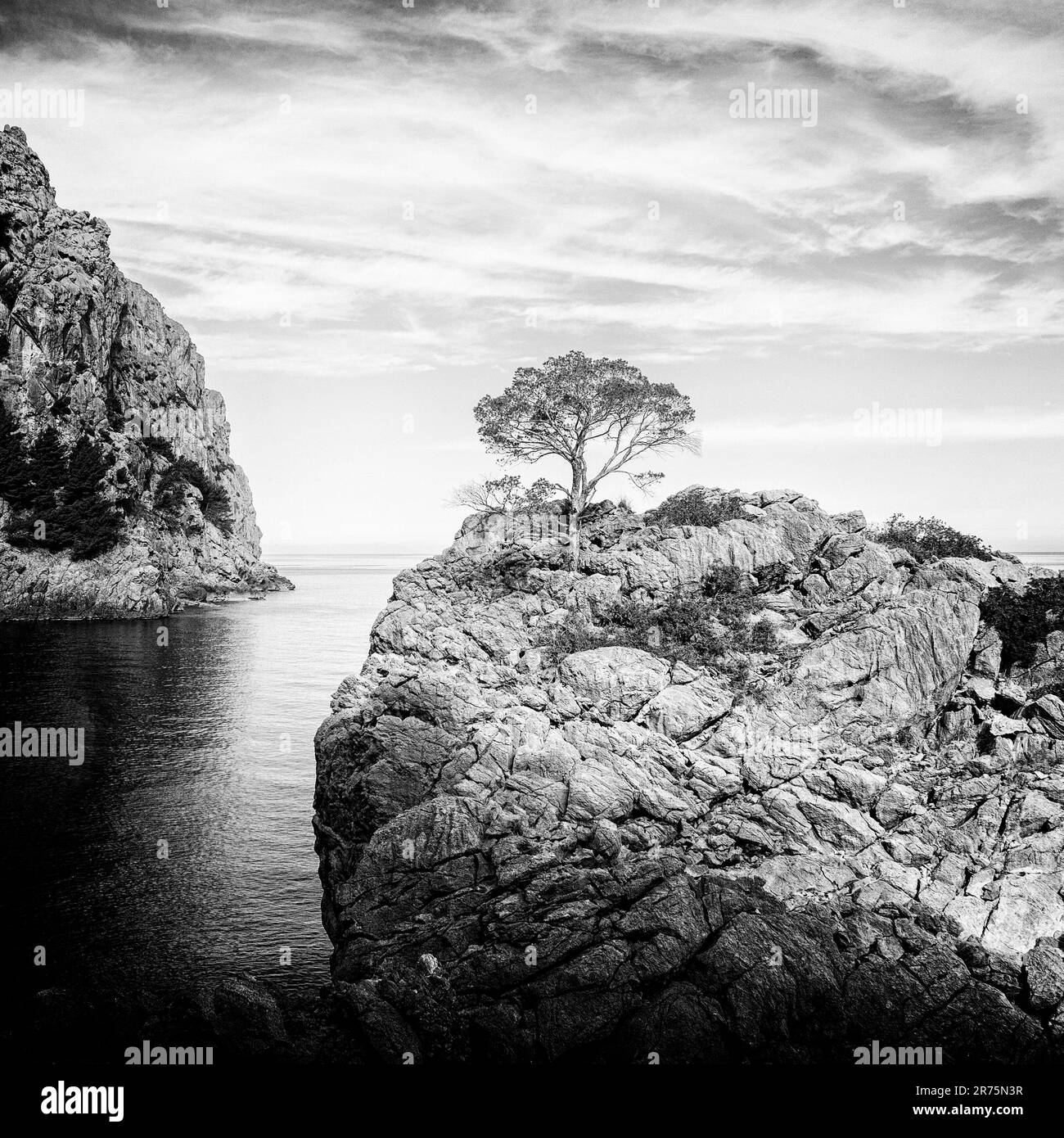 Einzelner Baum auf einem prominenten Felsen in der Bucht vor Sa Calobra auf Mallorca Stockfoto