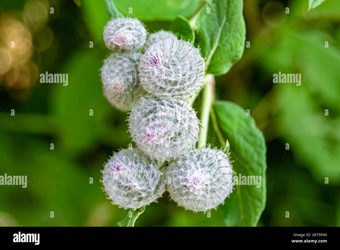 Wunderschöne Blumenwurzel-Klettendistel auf der Wiese im Hintergrund, Foto bestehend aus der wachsenden Blumenwurzel-Klettendistel bis hin zur Graswiese, wächst Stockfoto