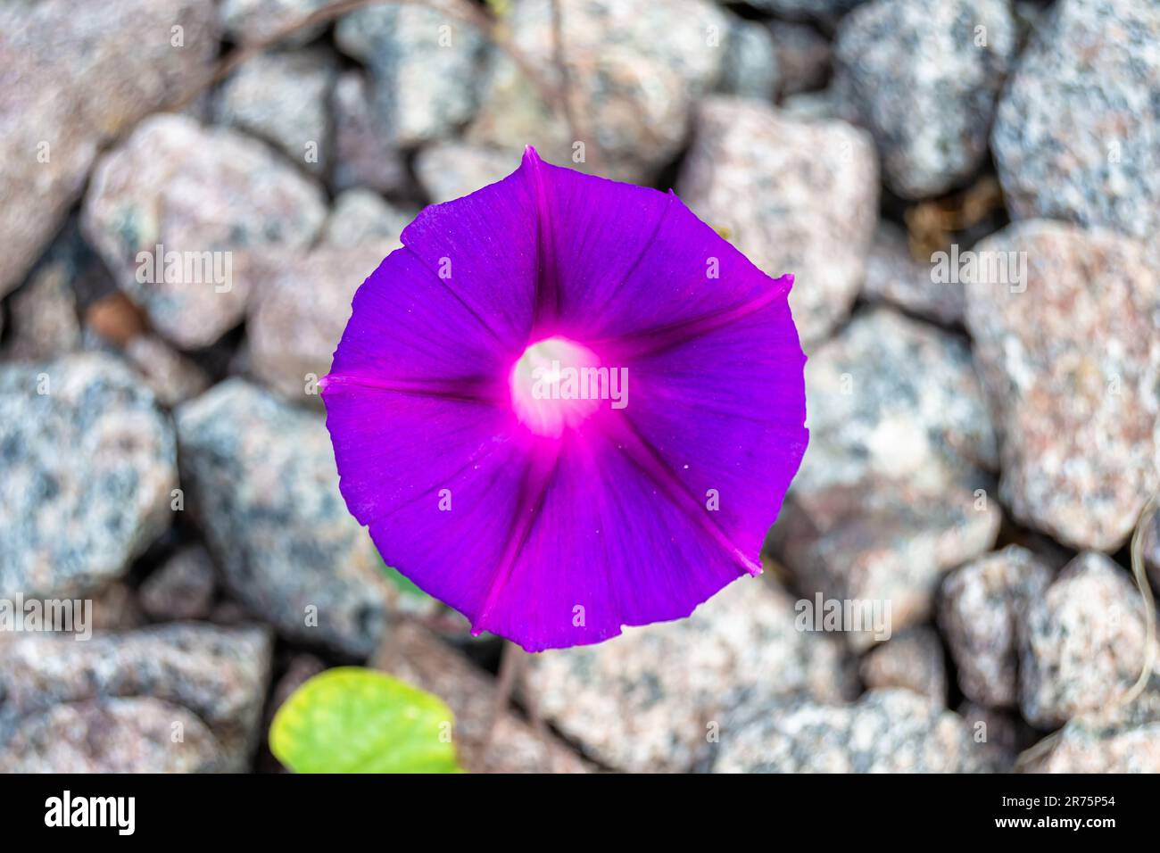 Fotografie zum Thema wunderschöne wilde Blütenpetunien auf einer Wiese im Hintergrund, Foto bestehend aus wilden Blütenpetunien bis Graswiesen, wi Stockfoto