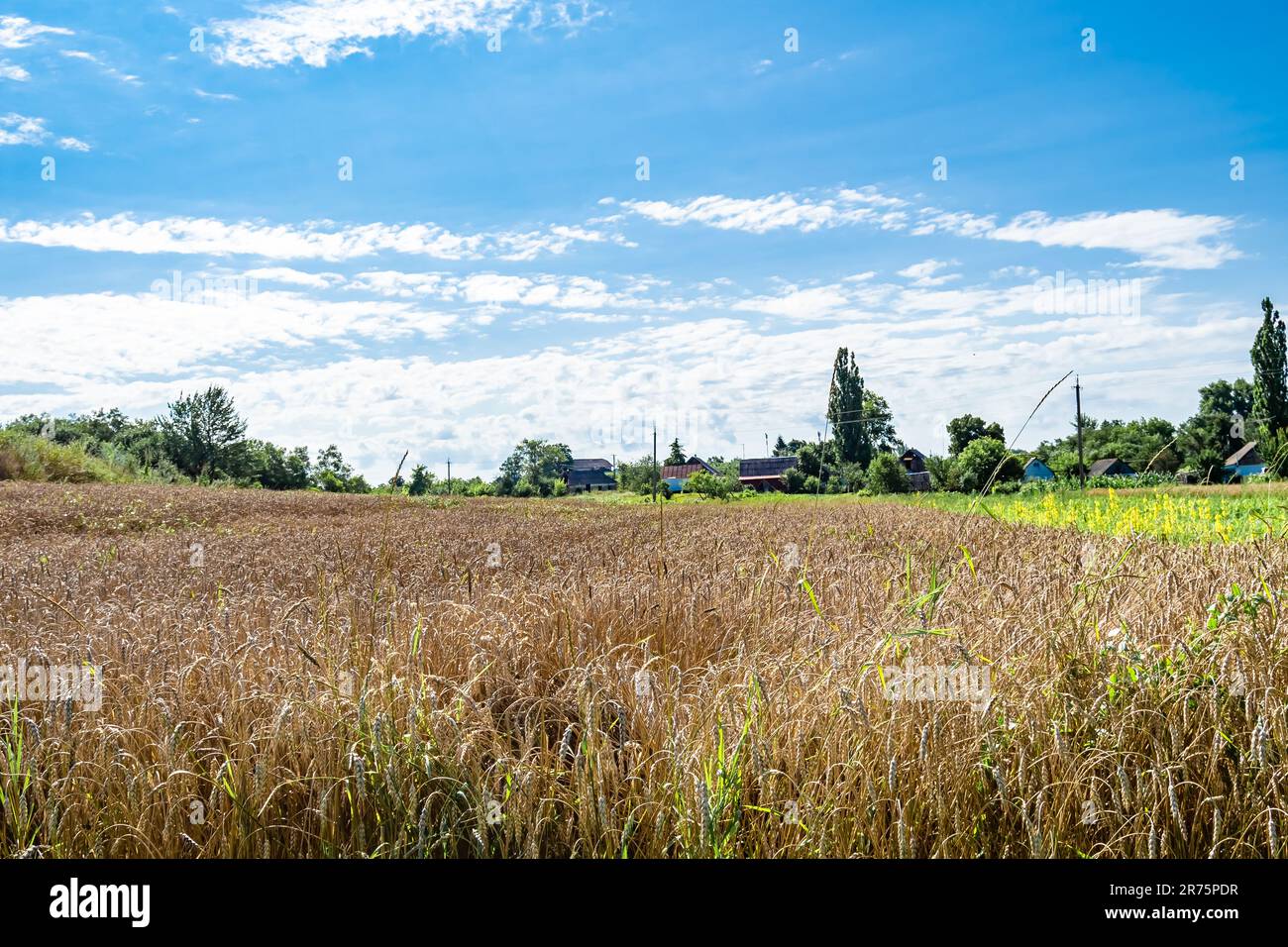 Fotografie zum Thema Weizenfarm für die biologische Ernte, Foto bestehend aus großem Weizenfarm Feld für die Ernte am Himmel, Weizenfarm Fi Stockfoto