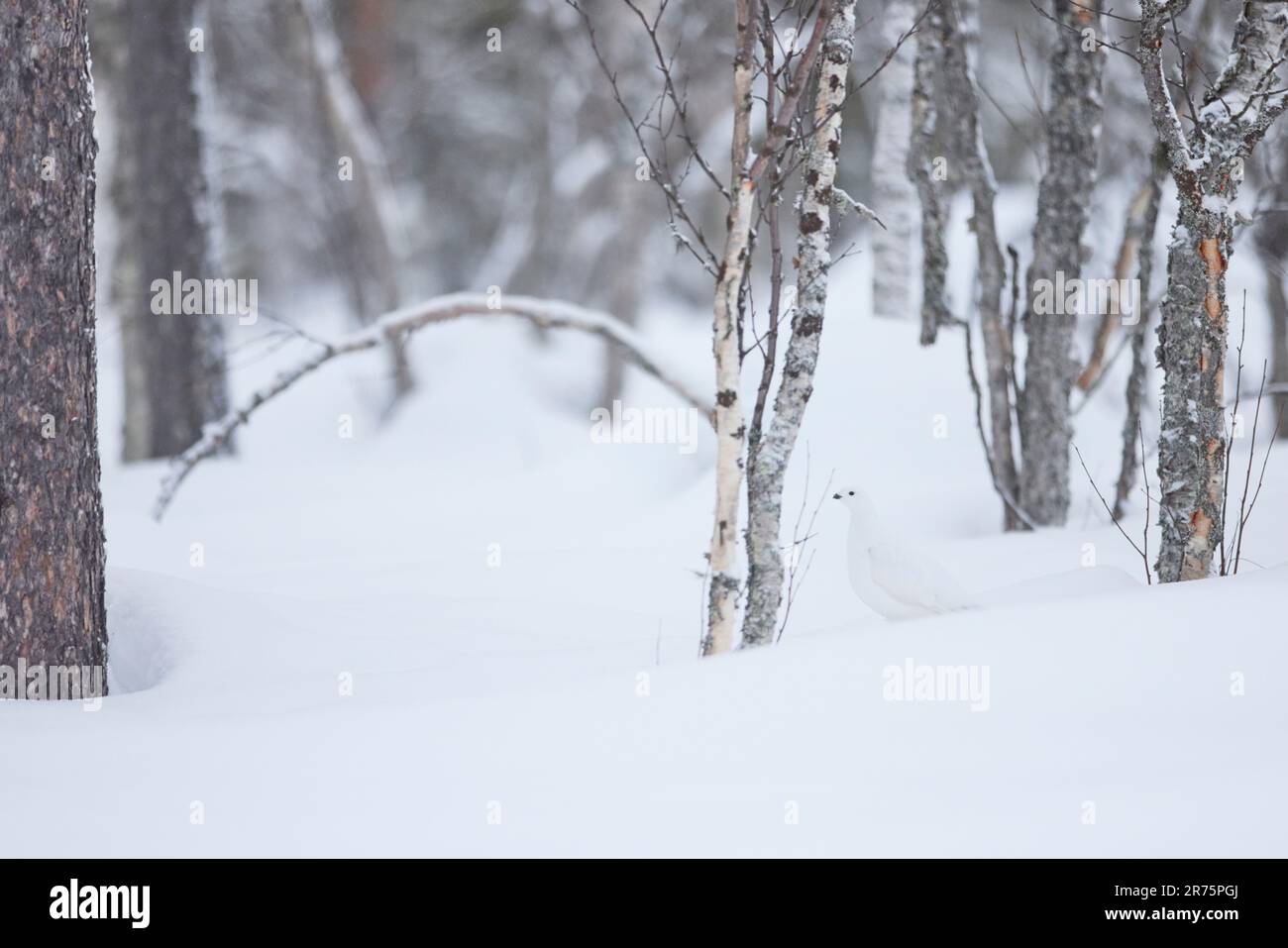 Ptarmigan, Moorhuhn, Lagopus lagopus, Lappland, Winter Stockfoto