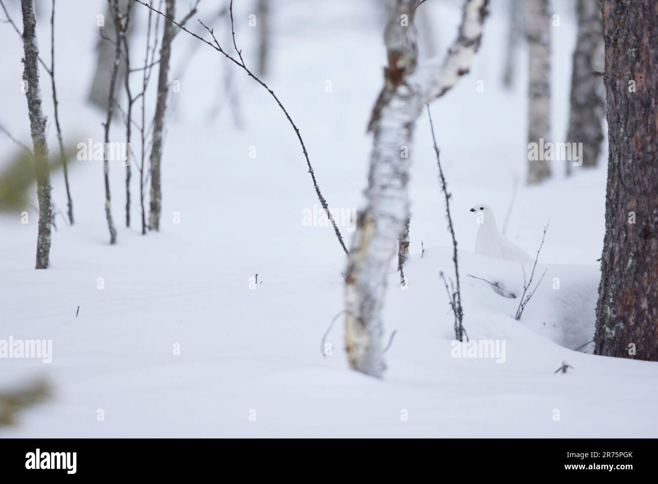 Ptarmigan, Moorhuhn, Lagopus lagopus, Lappland, Winter Stockfoto