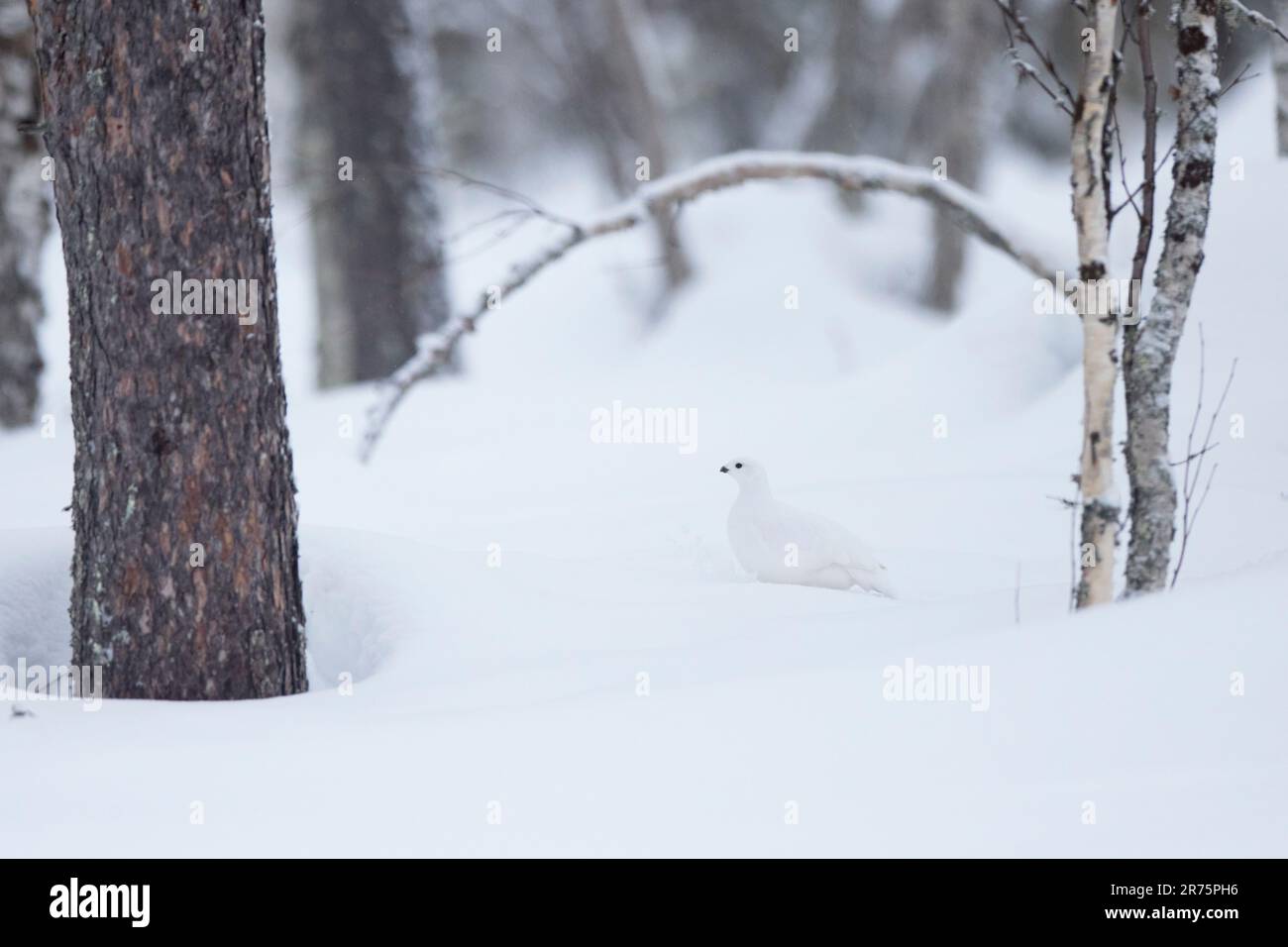 Ptarmigan, Moorhuhn, Lagopus lagopus, Lappland, Winter Stockfoto