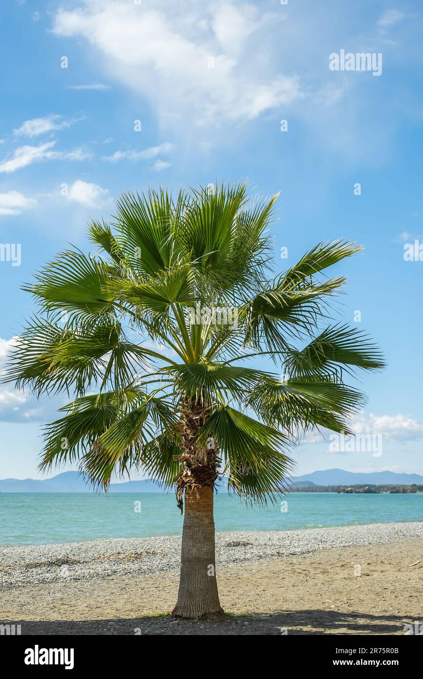 Vertikaler Rahmen, Palme gegen den Himmel mit Wolken, Strand auf der Ägäis, Reisezeit, Postkarte als Hintergrund oder Bildschirmschoner Stockfoto