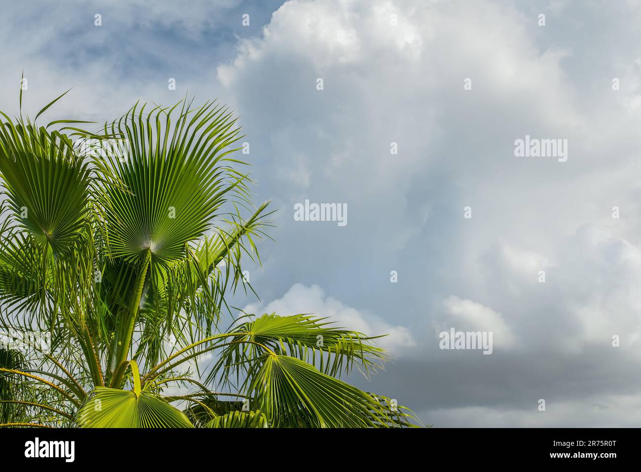 Palmenblätter am Hintergrund des Himmels mit Wolken, Strand am Ägäischen Meer, Reisezeit, Postkarte für Hintergrund und Platz für Text Stockfoto