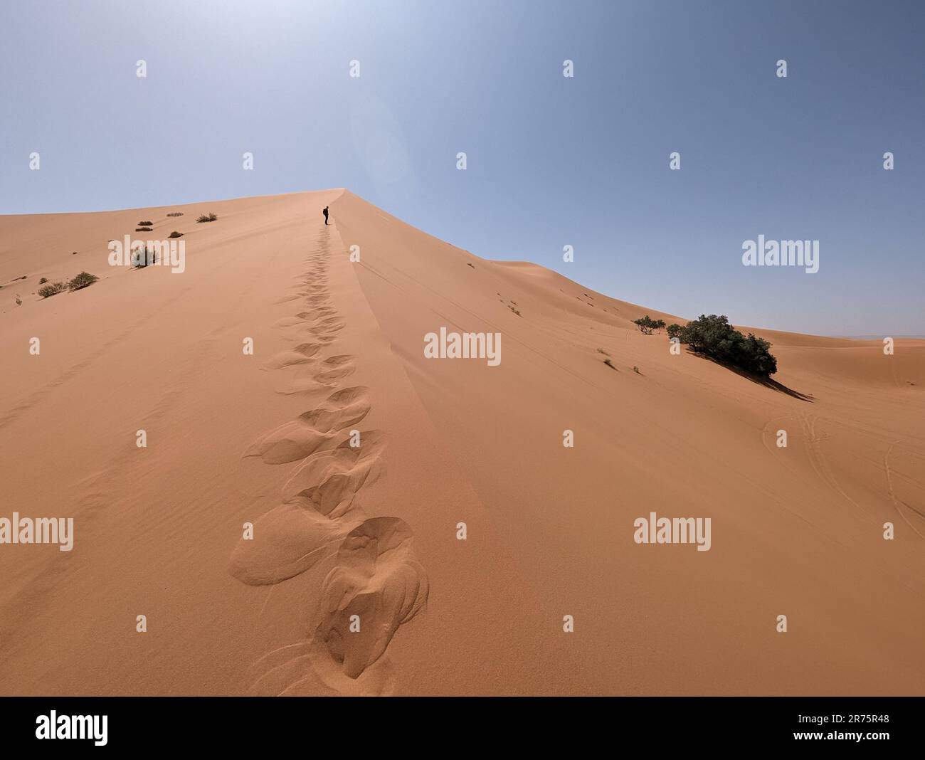 Wanderung auf der Großen Düne von Merzouga in der Erg Chebbi Wüste, marokkanische Sahara Stockfoto
