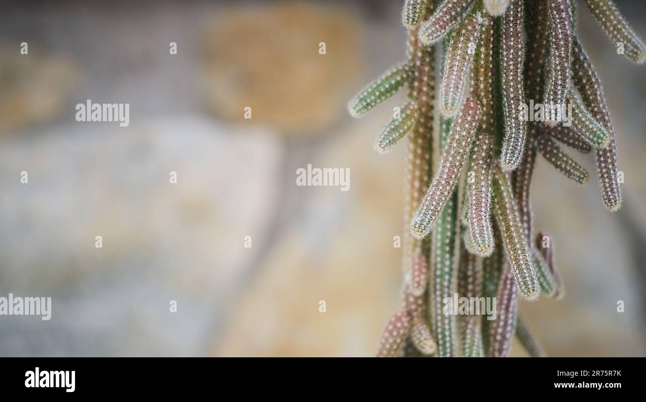 Cactus Nahaufnahme mit Kopierbereich, trendiger Hintergrund mit Kaktus auf Natursteinwänden, Haus- und Loft-Dekor Stockfoto