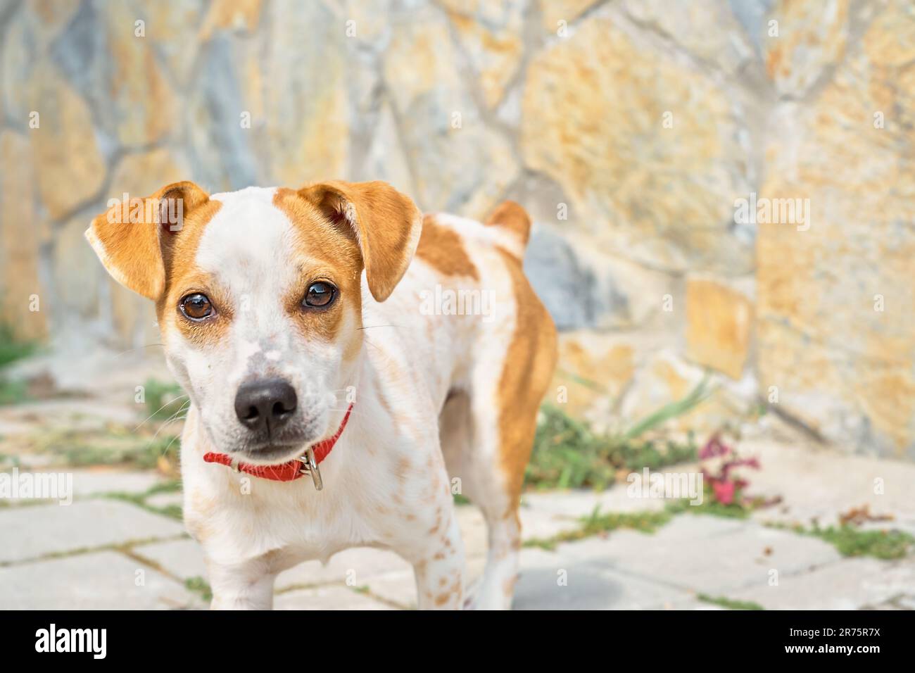 Ein Hündchen, das mit einem Hund auf der Straße spaziert, sieht aus der Nähe eines Haustiers aus Neugier in die Kamera und kümmert sich um Haus- und Straßentiere. Stockfoto