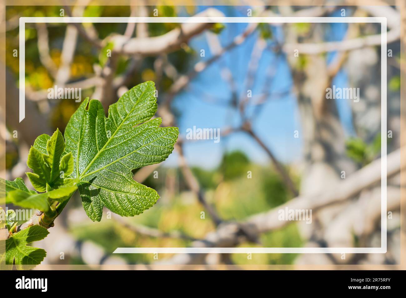 Feigenbaum vor blauem Himmel und Zweige mit jungen Frühlingsblättern, Rahmen für Text, Idee für eine Postkarte oder Hintergrund. Frühjahrsferien Stockfoto