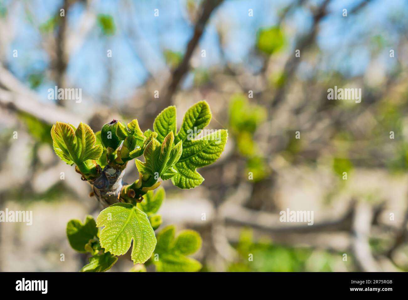 Feigenbaum mit jungen Frühlingsblättern und ersten Früchten auf dem Zweig, für Text, Idee für Postkarte oder Hintergrund platzieren. Frühlingsferien in der Ägäis Stockfoto